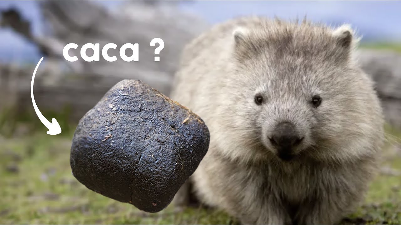 photo d'un wombat'